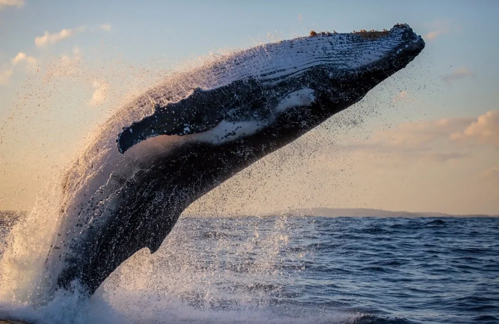 Breaching whale at sunset